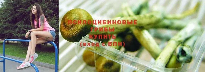 купить закладку  Аркадак  Галлюциногенные грибы Psilocybe 